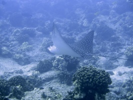 89 Spotted Eagle Ray IMG 2445